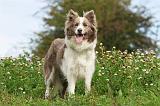 BORDER COLLIE 744
